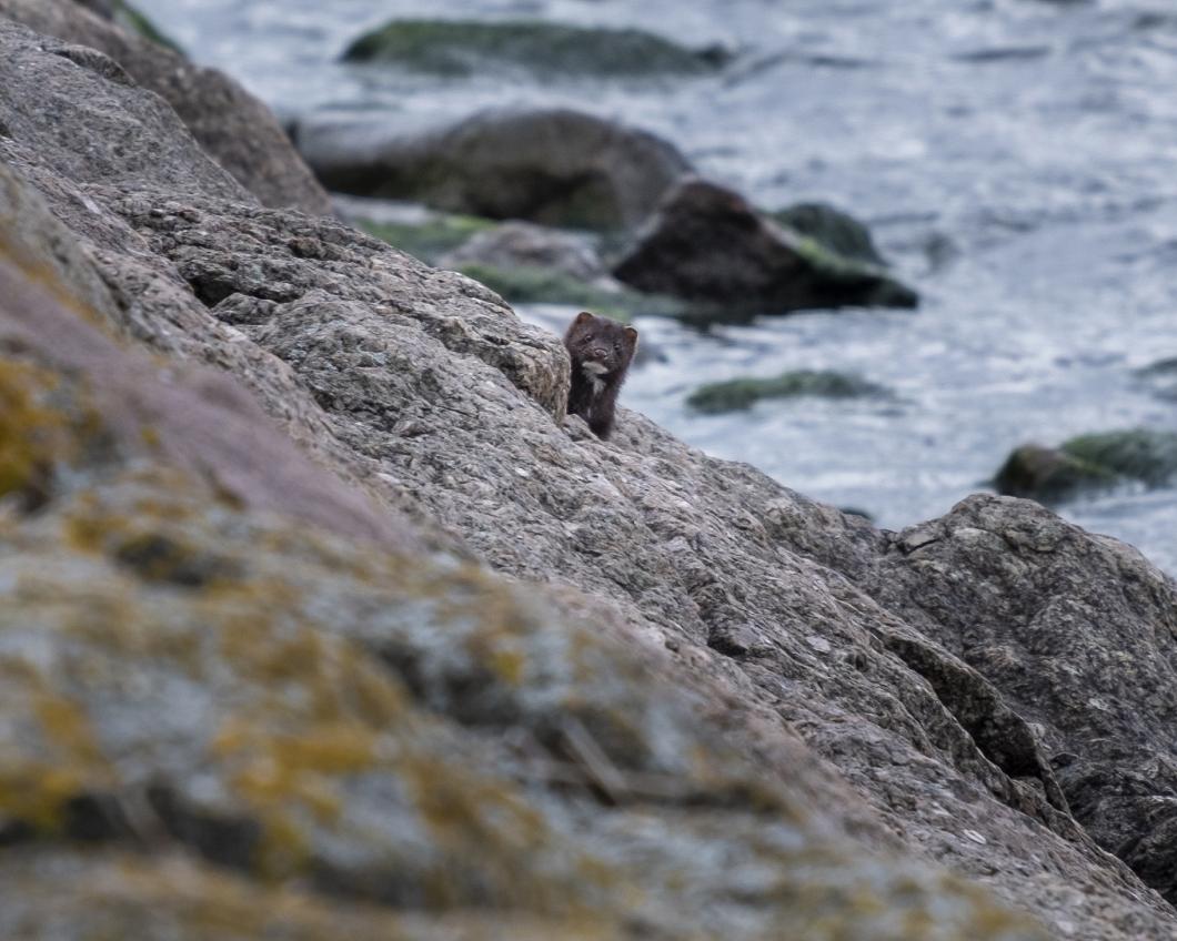 Foto van een nerts in het wild