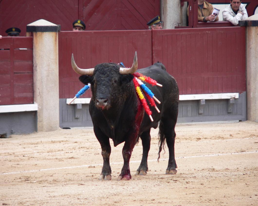 Toroencorrida.JPG